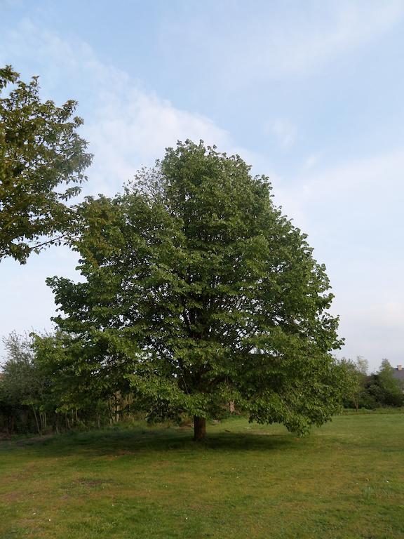 Villa Bijenhof Varsenare Kamer foto